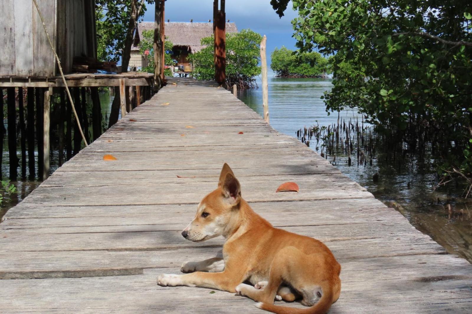 Nyanse Homestay - Raja Ampat Besir Exterior foto